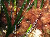 1 – Rizomi di Posidonia oceanica (L.) Delile completamente colonizzati
